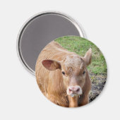 KOEIEN MAGNEET (Voorkant / Achterkant)