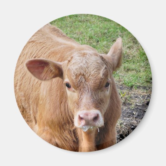 KOEIEN MAGNEET (Voorkant)