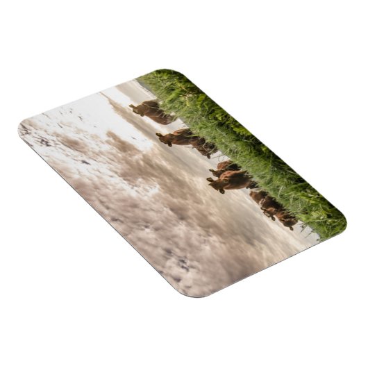 Koeien Magneet (Rechterzijde)