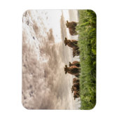 Koeien Magneet (Verticaal)