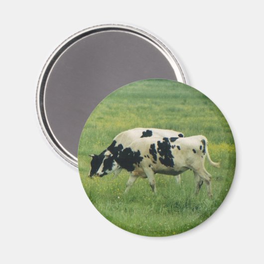 Koeien magneet (Voorkant / Achterkant)