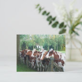 Koeien nieuwsgierig briefkaart (Staand voorkant)