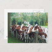 Koeien nieuwsgierig briefkaart (Voorkant / Achterkant)
