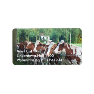 Koeien nieuwsgierig etiket