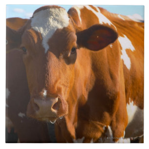 Koeien op boerderij tegeltje