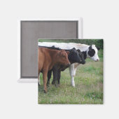 Koeien op een rij magneet (Voorkant / Achterkant)