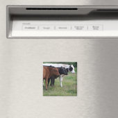 Koeien op een rij magneet (Insitu (Vaatwasser))