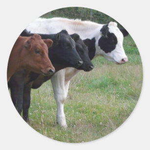Koeien op een rij ronde sticker