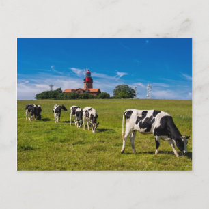 Koeien op een weide met een vuurtoren briefkaart
