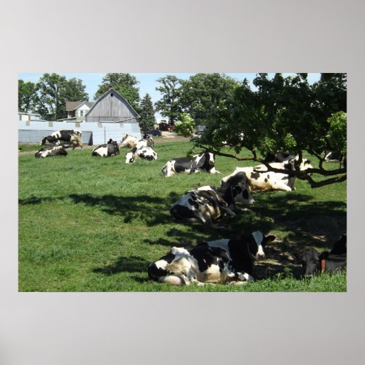 Koeien op het Boerderij Fotografie Midwest Poste Poster (Voorkant)