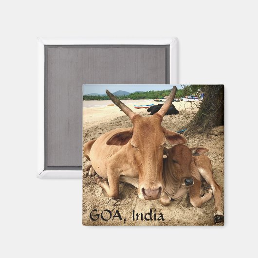 Koeien op het strand in India Magnet (Voorkant / Achterkant)