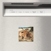 Koeien op het strand in India Magnet (Insitu (Vaatwasser))