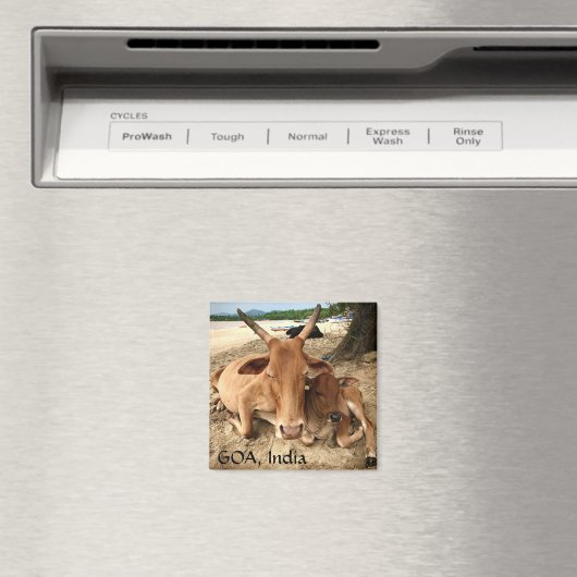 Koeien op het strand in India Magnet (Insitu (Vaatwasser))