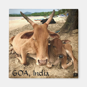 Koeien op het strand in India Magnet