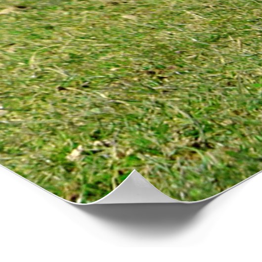 Koeien op het terrein poster (Hoek)