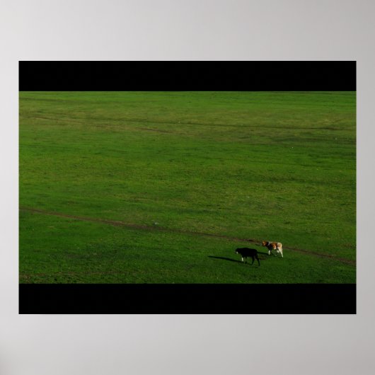 Koeien op panoramisch deegment poster (Voorkant)