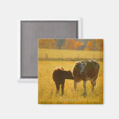 Koeien op weide magneet (Voorkant / Achterkant)