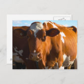 Koeien over boerderij briefkaart (Voorkant / Achterkant)