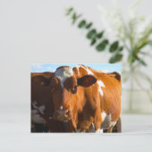 Koeien over boerderij briefkaart (Staand voorkant)