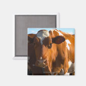 Koeien over boerderij magneet (Voorkant / Achterkant)