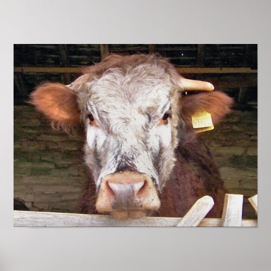 KOEIEN POSTER (Voorkant)