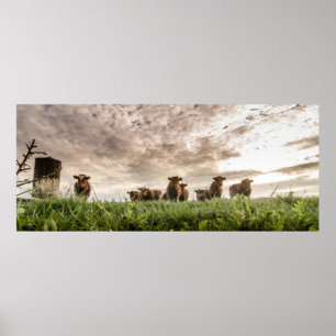 Koeien Poster