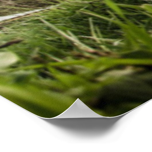 Koeien Poster (Hoek)