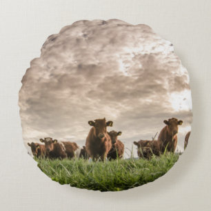 Koeien Rond Kussen