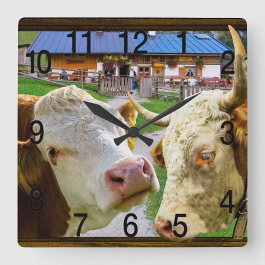 Koeien te grappig in liefde vierkante klok (Voorkant)