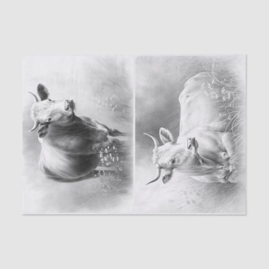 Koeien Tissuepapier (Voorkant)