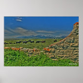 Koeien van de Crazy Montains Poster (Voorkant)