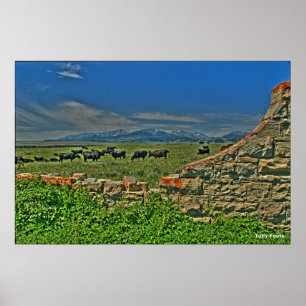 Koeien van de Crazy Montains Poster