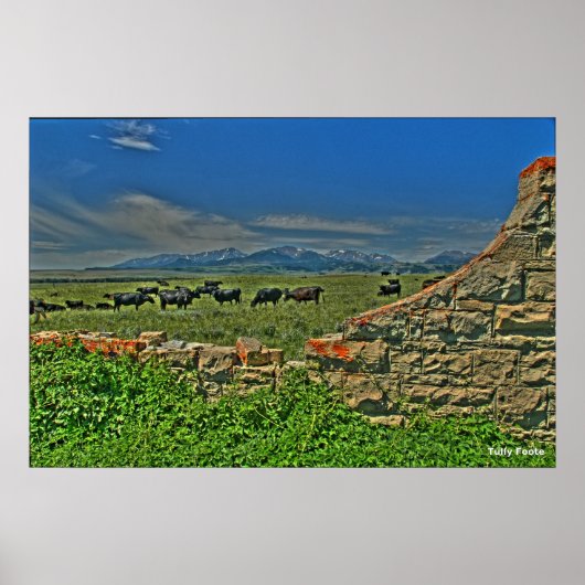 Koeien van de Crazy Montains Poster (Voorkant)