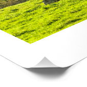 Koeien van de gordon Galloway op het Rockport Main Perfect Poster (Hoek)