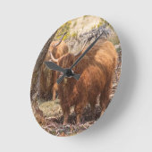 Koeien van het mooie boerderij Highland Ronde Klok (Hoek)