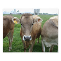 Koeien van Jersey in het plattelandslandschap van 