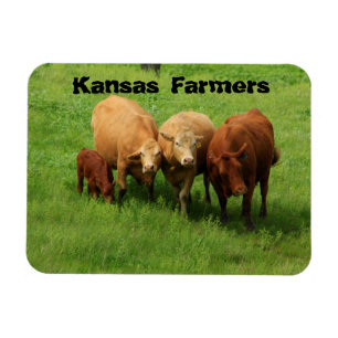 Koeien van Kansas Farmers Magneet