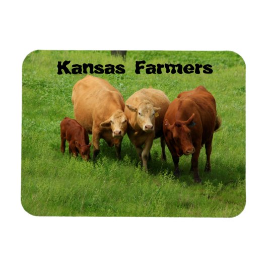 Koeien van Kansas Farmers Magneet (Horizontaal)
