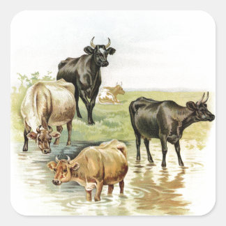 Koeien van  kunstlandbouwhuisdieren vierkante sticker