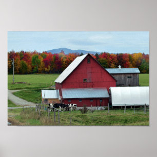 Koeien van Vermont Dairy in de Barn Poster
