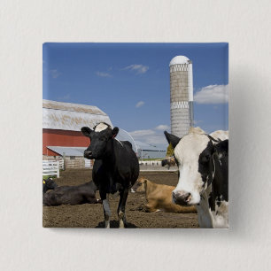 Koeien voor een rode schuur en silo op een boerder vierkante button 5,1 cm