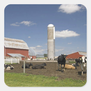 Koeien voor een rode schuur en silo op een boerder vierkante sticker