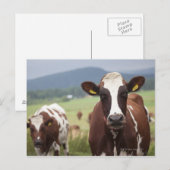 Koeien voor grazing briefkaart (Voorkant / Achterkant)
