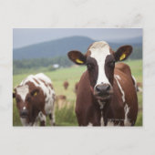 Koeien voor grazing briefkaart (Voorkant)