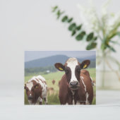 Koeien voor grazing briefkaart (Staand voorkant)