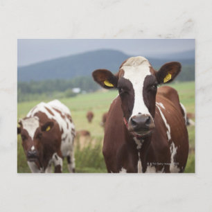 Koeien voor grazing briefkaart