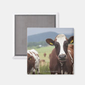 Koeien voor grazing magneet (Voorkant / Achterkant)