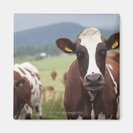 Koeien voor grazing magneet (Voorkant)
