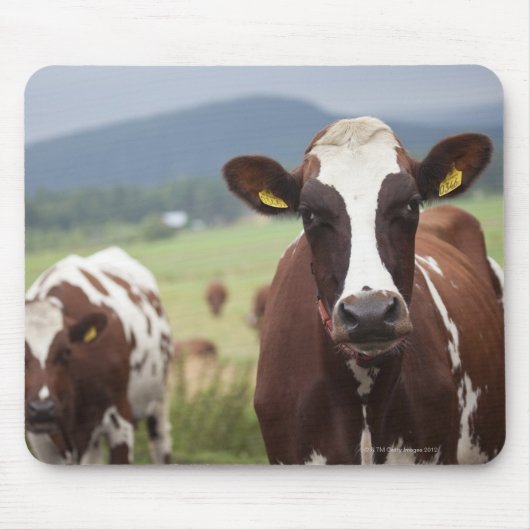 Koeien voor grazing muismat (Voorkant)
