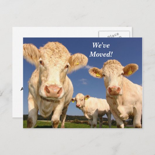 Koeien We hebben het Briefkaart Nieuw adres verpla (Voorkant / Achterkant)